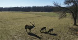Działka budowlana w Gałkówku pod Łodzią